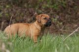 TOSA INU 396